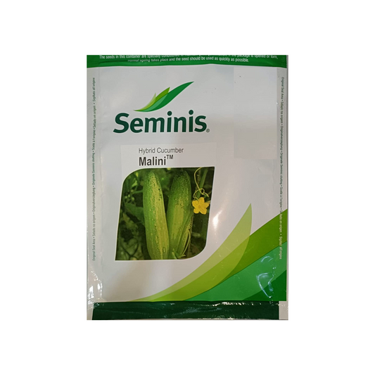 Malini Cucumber Seeds - Seminis | F1 Hybrid | Buy Online at Best Price