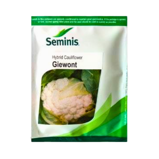 Giewont Cauliflower Seeds - Seminis | F1 Hybrid | Buy Online at Best Price