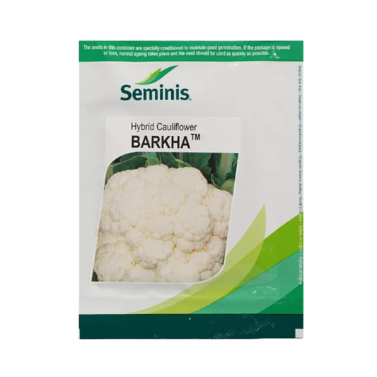 Barkha Cauliflower Seeds - Seminis | F1 Hybrid | Buy Online at Best Price