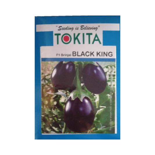 Black King Brinjal Seeds - Tokita | F1 Hybrid | Buy Online at Best Price