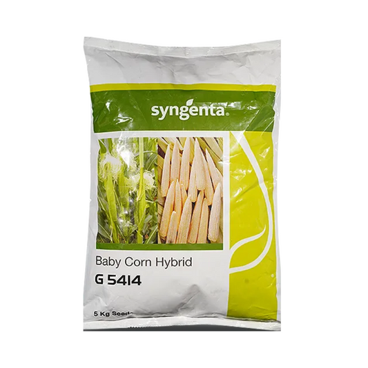 G 5414 Babycorn Seeds - Syngenta | F1 Hybrid | Buy Online at Best Price