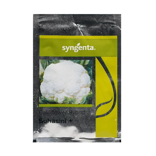 Suhasini Plus Cauliflower Seeds - Syngenta | F1 Hybrid | Buy Online at Best Price