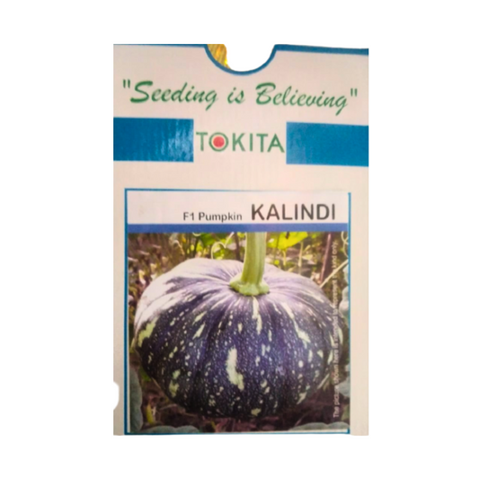 Kalindi Pumpkin Seeds - Tokita | F1 Hybrid | Buy Online at Best Price