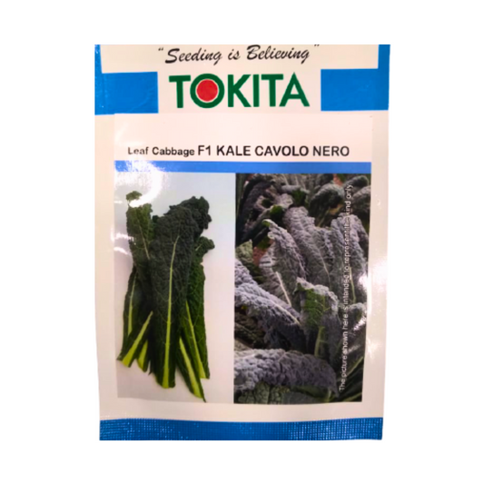 Leaf Cabbage Kale Cavolo Nero Seeds - Tokita | F1 Hybrid | Buy Online at Best Price