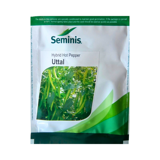 Uttal Chilli Seeds - Seminis | F1 Hybrid | Buy Online at Best Price