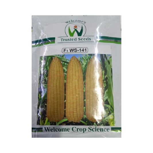 WS - 141 Sweet Corn Seeds - Welcome Seeds | F1 Hybrid | Buy Online at Best Price