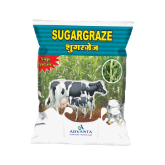 Sugargraze Grass Seeds -Advanta | F1 Hybrid | Buy Online at Best Price