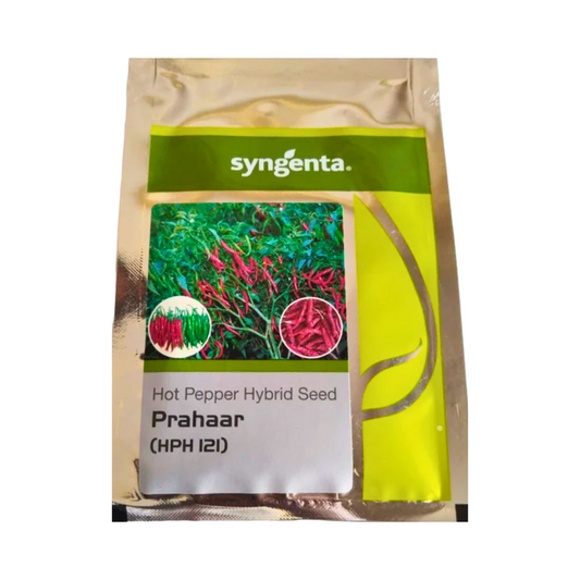 Prahaar (HPH 121) Chilli Seeds - Syngenta | F1 Hybrid | Buy Online at Best Price