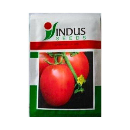 Indus 106 Tomato Seeds | F1 Hybrid | Buy Online at Best Price