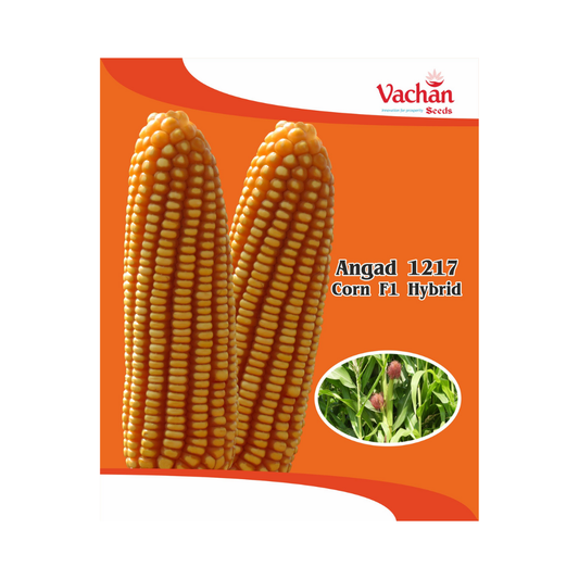 Angad 1217 Maize Seeds - Vachan | F1 Hybrid | Buy Online Now - DesiKheti
