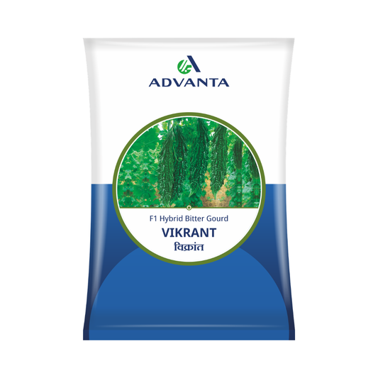 Vikrant Bitter Gourd Seeds - Advanta | F1 Hybrid | Buy Online Now