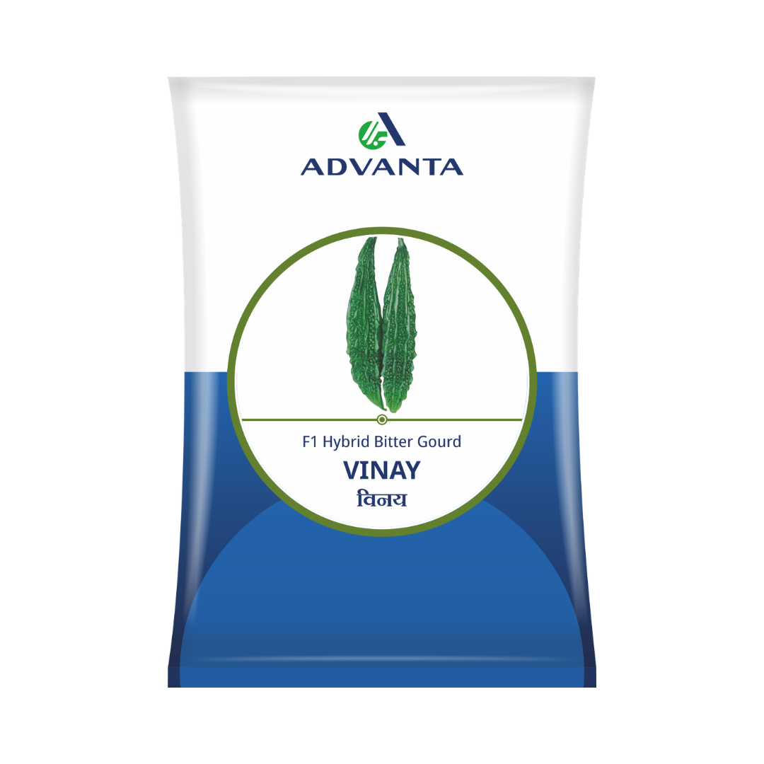 Vinay Bitter Gourd Seeds - Advanta | F1 Hybrid | Buy Online Now