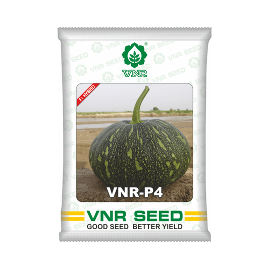 VNR-P4 Pumpkin Seeds - VNR | F1 Hybrid | Buy Online at Best Price