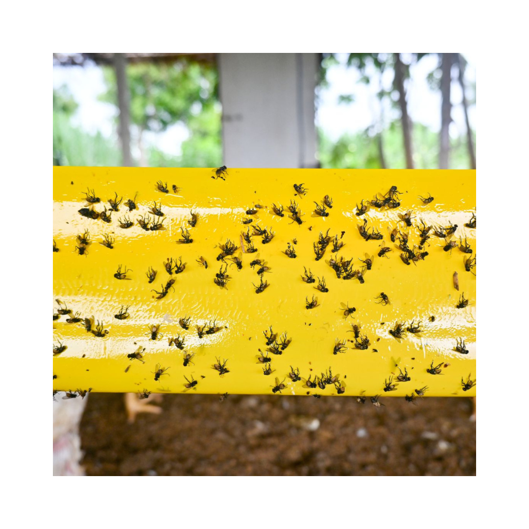 Yellow Sticky Rolls - Green Revolution | Buy Online Now - DesiKheti