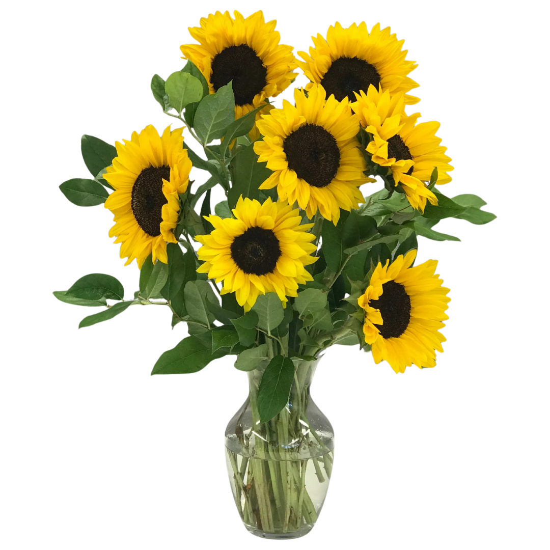 Sunshine Yellow With Black Center Ornamental Sunflower Seeds - Known You | F1 Hybrid | Buy Online at Best Price