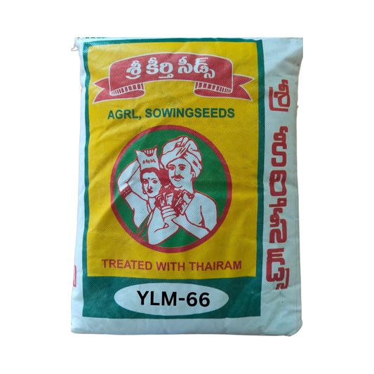 YLM-66 Gingelly (Sesamum) Seeds | Buy Online at Best Price