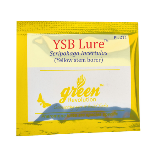 YSB Lure Scripophaga Incertulas (Pack of 10) - Green Revolution