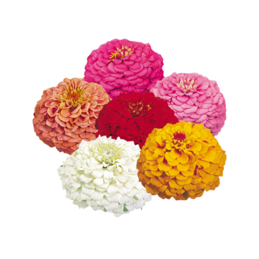 Zinnia Elegans Oklahoma Mix Seeds - Benary | Buy Online Now
