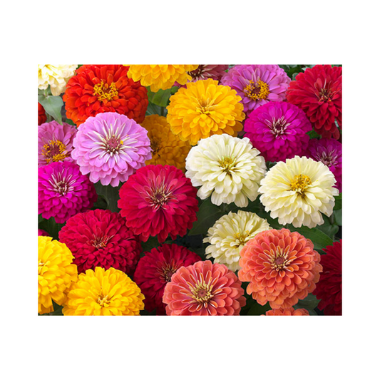 Zinnia Dreamland Mix Seeds - Takii | F1 Hybrid | Buy Online Now - DesiKheti