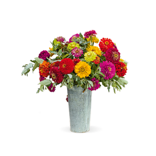 Zinnia Elegans Benary's Giant Mix Seeds - Benary | Buy Online Now