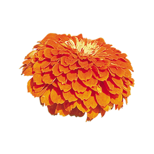 Zinnia Elegans Benary's Giant Orange Seeds - Benary | Buy Online Now