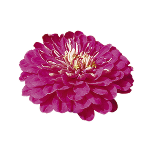 Zinnia Elegans Benary's Giant Purple Seeds - Benary | Buy Online Now
