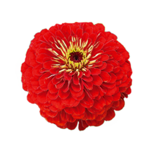 Zinnia Elegans Benary's Giant Scarlet Seeds - Benary | Buy Online Now