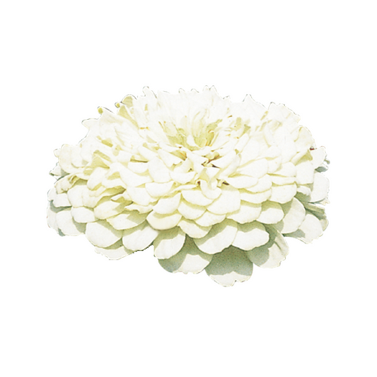 Zinnia Elegans Benary's Giant White Seeds - Benary | Buy Online Now