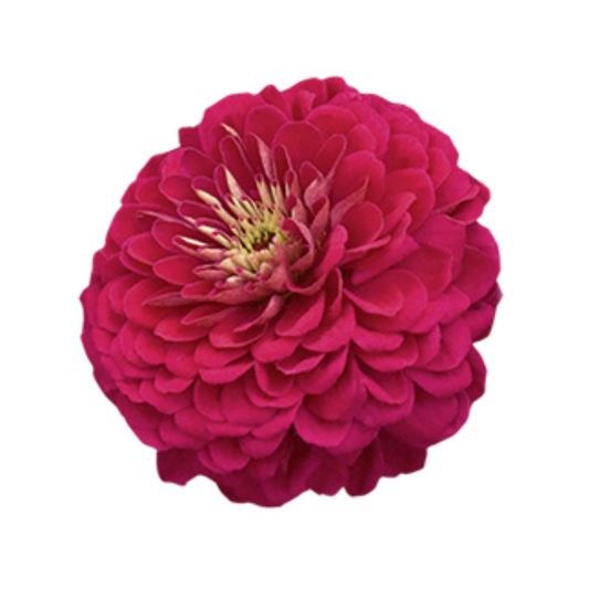 Zinnia Elegans Benary's Giant Wine Seeds - Benary | Buy Online Now