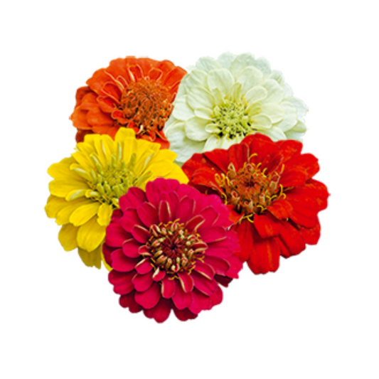 Zinnia Elegans Zinnita Mix Seeds - Benary | Buy Online Now - DesiKheti