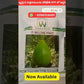 Welcome Prince Bottle Gourd Seeds