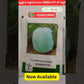 BSS - 987 Sowmya Ash Gourd Seeds
