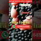 VBN - 8 Black Gram Seeds