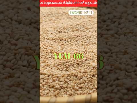 YLM-66 Gingelly Seeds (Sesamum Seeds) NBSC | Buy Online at Best