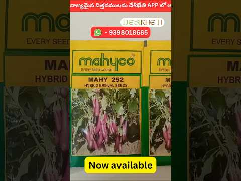 MAHY 252 Brinjal Seeds - Mahyco | F1 Hybrid | Buy Online at Best
