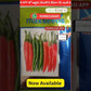 Kavach Chilli Seeds
