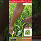 Sitara Chilli Seeds