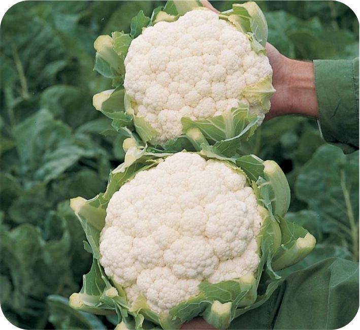 Sneha Cauliflower Seeds