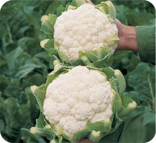 Sneha Cauliflower Seeds