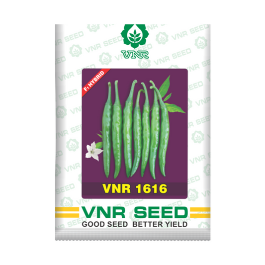 VNR 1616 Chilli Seeds | F1 Hybrid | Buy Online at Best Price