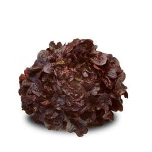 Mondai RZ (83-40) Oak Lettuce Seeds - Rijk Zwaan | F1 Hybrid | Buy Now