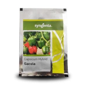 Gacela Capsicum Seeds -Syngenta | F1 Hybrid | Buy Online at Best Price