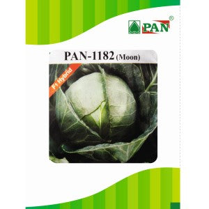 Pan 1182 Moon Cabbage Seeds | F1 Hybrid | Buy Online at Best Price
