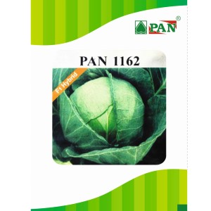 Pan 1162 Cabbage Seeds | F1 Hybrid | Buy Online at Best Price