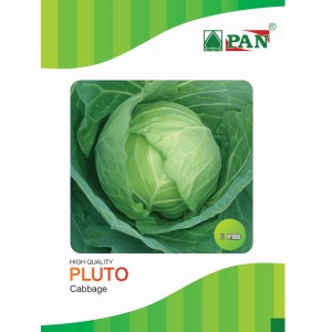 Pan Pluto Cabbage Seeds | F1 Hybrid | Buy Online at Best Price
