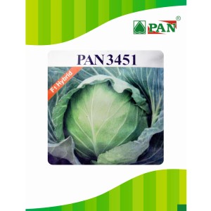 Pan 3451 Cabbage Seeds | F1 Hybrid | Buy Online at Best Price