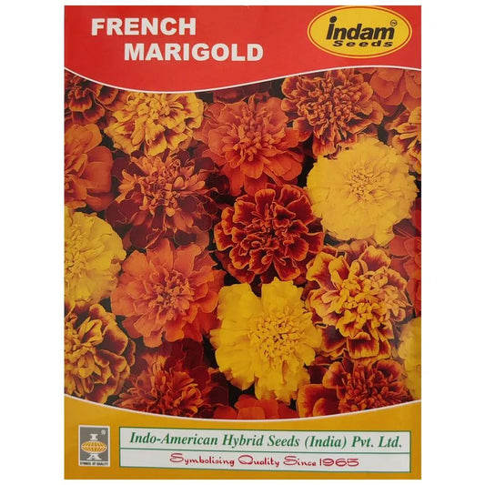 French Marigold Seeds - Indo American | F1 Hybrid | Buy Online at Best Price