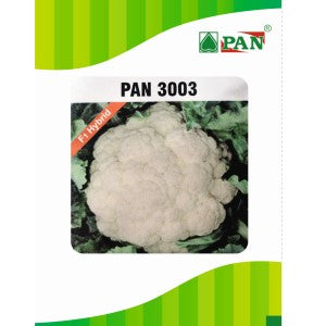 Pan 3003 Cauliflower Seeds | F1 Hybrid | Buy Online at Best Price