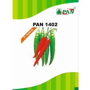 Pan 1402 Chilli Seeds | F1 Hybrid | Buy Online at Best Price