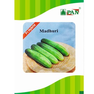 Pan Madhuri Cucumber Seeds | F1 Hybrid | Buy Online at Best Price